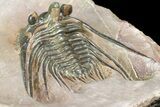 Kettneraspis Trilobite (Long Occipital Horn) - Lghaft, Morocco #165937-3